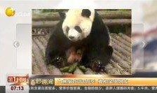 娱乐吃瓜熊猫视频在线观看